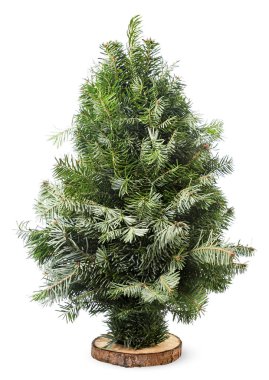 Beyaz bir arka planda Noel ağacı. İzole edilmiş