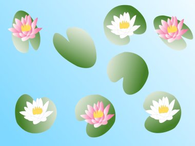 Lotus çiçeği.