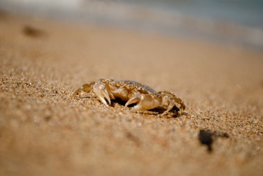 kum üzerine yengeç. boşaltmak.