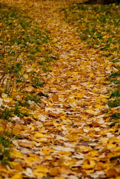 Folhas de outono caminho — Fotografia de Stock