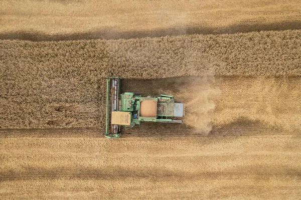 Combine harvesting: aerial view of agricultural machine collecting golden ripe wheat into truck. — Stock Photo, Image