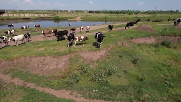 Flygdrönare skott av kor bete på betesmark, landskap — Stockvideo