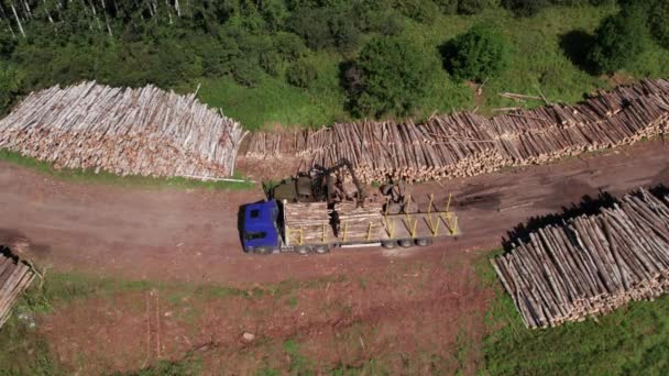 The deforestation of Siberia: economic and environmental problems in russian forest management. — Stock Video