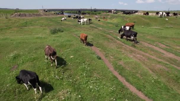 Zdjęcia z lotu ptaka krów wypasanych na pastwiskach, krajobraz — Wideo stockowe