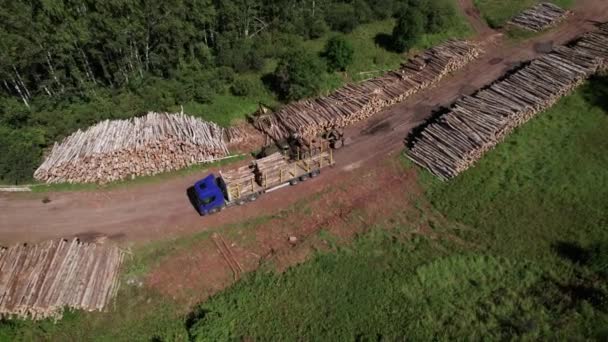 The deforestation of Siberia: economic and environmental problems in russian forest management. — Stock Video