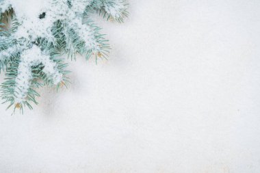 Noel süsü. Firavun dalları karla kaplı arkaplanda, Noel arkaplanı için iyi.