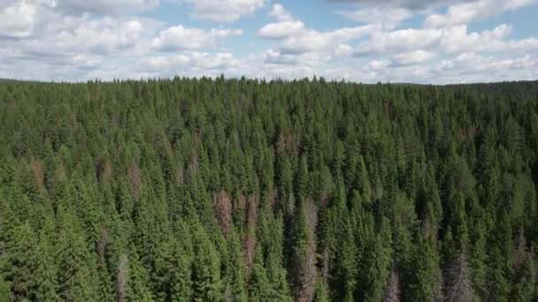Aerial view of summer forest in Russia, fall woodland aerial shot. Drone fly over pine trees and green treetops. Flight over woods, natural background in motion. — Stock Video