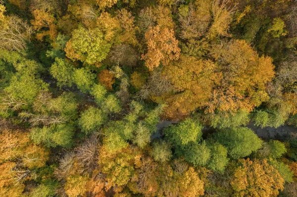 Kolorowy widok jesienny na Kaukaz. Wspaniały widok na żółte drzewa. Widok w dół. — Zdjęcie stockowe