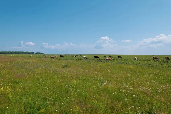 Αεροφωτογραφία του κοπαδιού αγελάδων βόσκηση σε λιβάδι βοσκής, κορυφή άποψη drone pov, στο γρασίδι τομέα αυτές οι αγελάδες χρησιμοποιούνται συνήθως για την παραγωγή γαλακτοκομικών προϊόντων. — Φωτογραφία Αρχείου