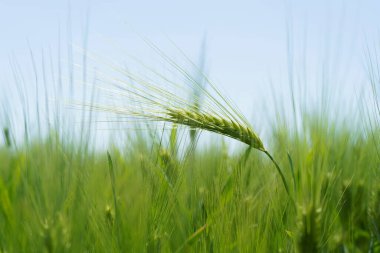 Buğday tarlası, yakın çekim, seçici odaklanma. Rusya 'da tarım sahnesi. Mısır gevreği çiftliği.
