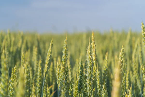 Green wheat field with Soft Selective Focus — Φωτογραφία Αρχείου