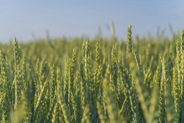 Zielone pole pszenicy z miękkim ukierunkowaniem selektywnym — Zdjęcie stockowe
