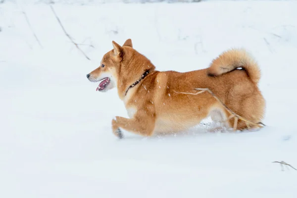 Il cane giapponese Shiba Inu gioca nella neve in inverno. — Foto Stock