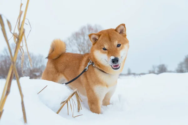 Shiba Inu japonský pes hraje ve sněhu v zimě. — Stock fotografie