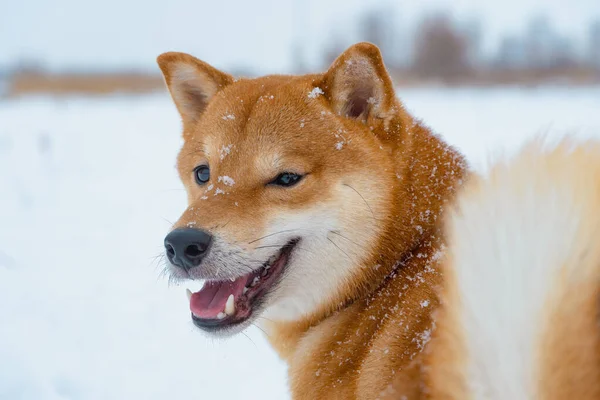 O cão japonês Shiba Inu joga na neve no inverno. — Fotografia de Stock