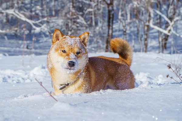 The Shiba Inu Japanese dog plays in the snow in winter. — Stock Photo, Image