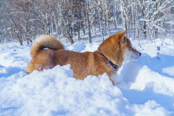 Câinele japonez Shiba Inu se joacă iarna în zăpadă. — Fotografie, imagine de stoc