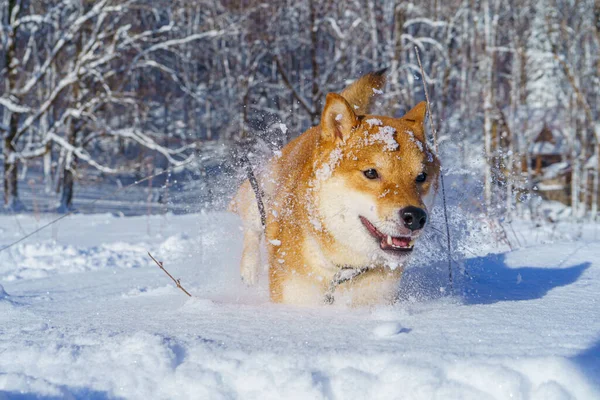 Shiba Inu japonský pes hraje ve sněhu v zimě. — Stock fotografie