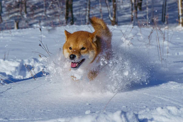 Зимой японская собака Сиба Ину играет на снегу.. — стоковое фото