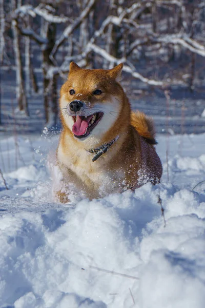 Japoński pies Shiba Inu bawi się w śniegu zimą. Obrazy Stockowe bez tantiem