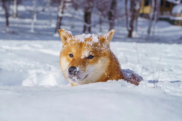冬の雪の中で柴犬が遊ぶ. — ストック写真