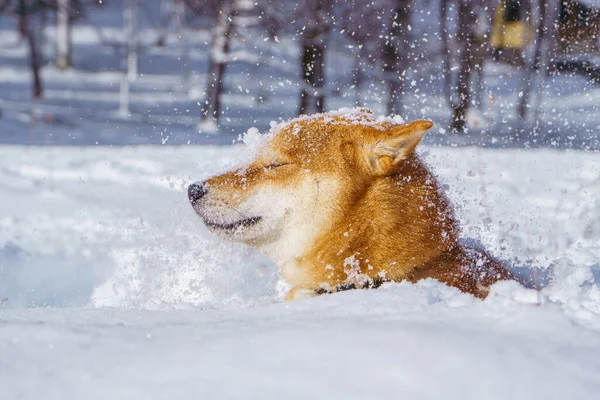 The Shiba Inu Japanese dog plays in the snow in winter. — Stock Photo, Image