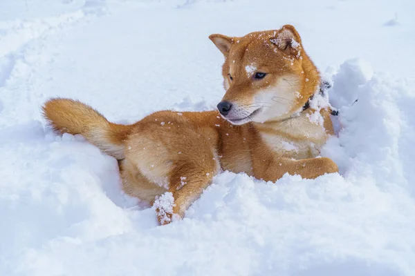 Il cane giapponese Shiba Inu gioca nella neve in inverno. — Foto Stock