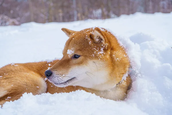 Japoński pies Shiba Inu bawi się w śniegu zimą. — Zdjęcie stockowe