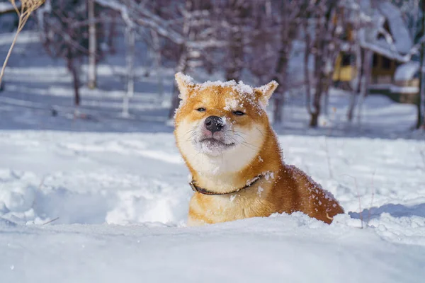 Shiba Inu Japansk hund leker i snön på vintern. — Stockfoto