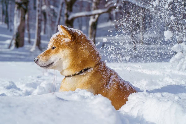 Japoński pies Shiba Inu bawi się w śniegu zimą. — Zdjęcie stockowe