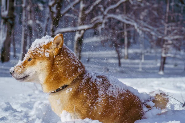 Il cane giapponese Shiba Inu gioca nella neve in inverno. — Foto Stock