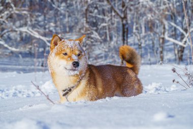 Shiba Inu Japon köpeği kışın karda oynar..
