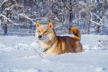 Shiba Inu Japon köpeği kışın karda oynar..