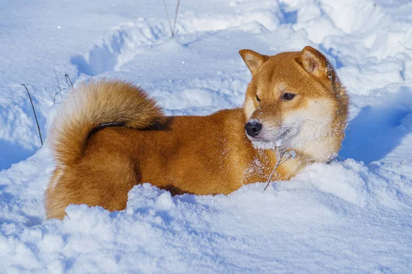 Japoński pies Shiba Inu bawi się w śniegu zimą. — Zdjęcie stockowe