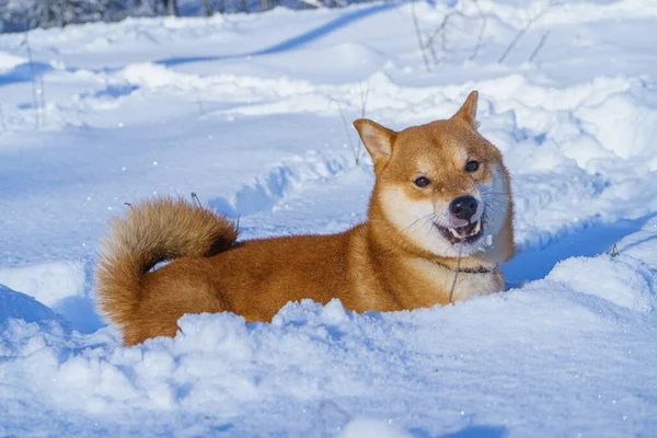 Japoński pies Shiba Inu bawi się w śniegu zimą. — Zdjęcie stockowe