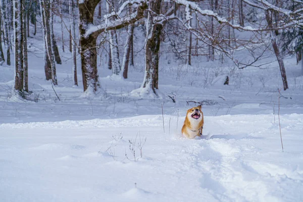 O cão japonês Shiba Inu joga na neve no inverno. — Fotografia de Stock