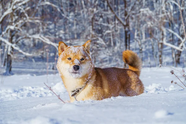 The Shiba Inu Japanese dog plays in the snow in winter. — Stock Photo, Image