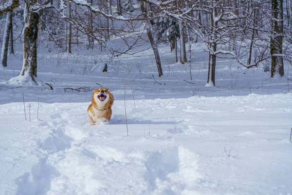 Il cane giapponese Shiba Inu gioca nella neve in inverno. — Foto Stock