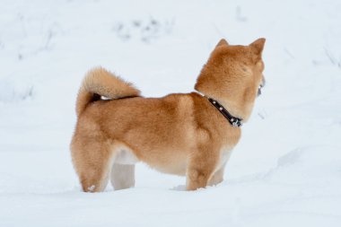 Shiba Inu Japon köpeği kışın karda oynar..