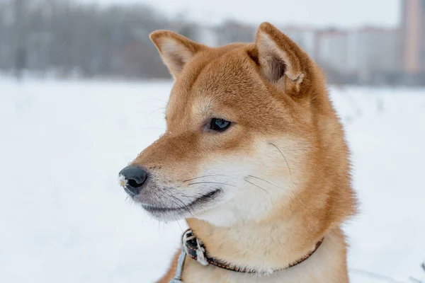 Der Shiba Inu japanische Hund spielt im Winter im Schnee. — Stockfoto
