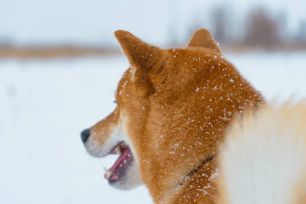 Japoński pies Shiba Inu bawi się w śniegu zimą. — Zdjęcie stockowe