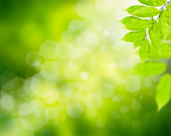 Natuurlijke groene achtergrond met groene bladeren — Stockfoto