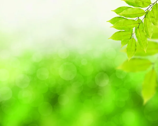 Sfondo verde naturale con foglie verdi — Foto Stock