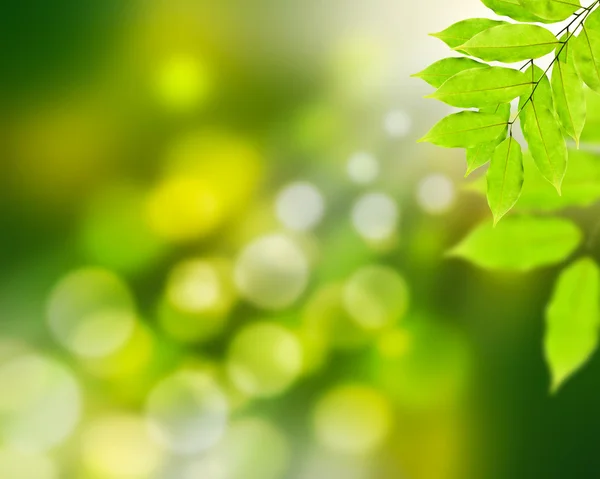 Natuurlijke groene achtergrond met groene bladeren — Stockfoto