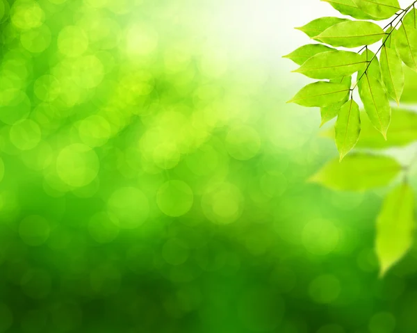 Natuurlijke groene achtergrond met groene bladeren — Stockfoto