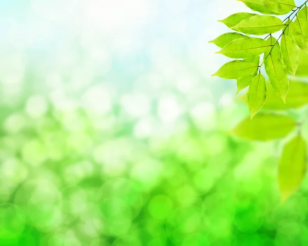 Natuurlijke groene achtergrond met groene bladeren — Stockfoto