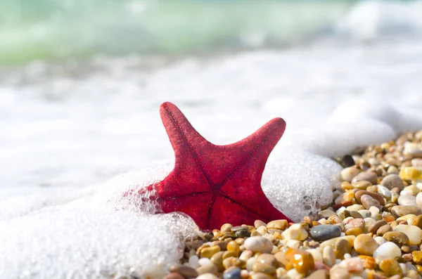 Guscio marino — Foto Stock