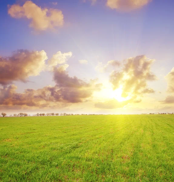 Green field — Stock Photo, Image