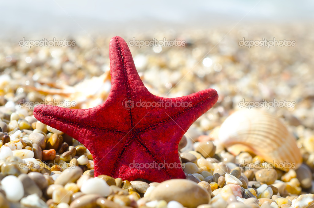 Shell and starfish