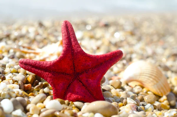 Estrella de mar en la playa — Foto de Stock